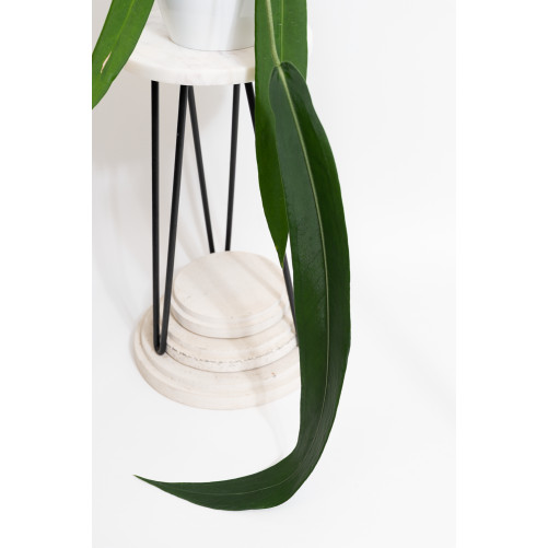 Anthurium pallidiflorum -