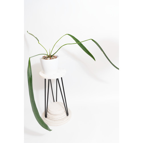 Anthurium pallidiflorum...