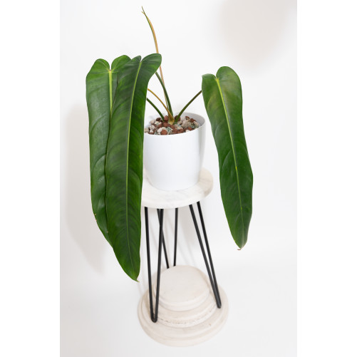 Philodendron patriciae x...