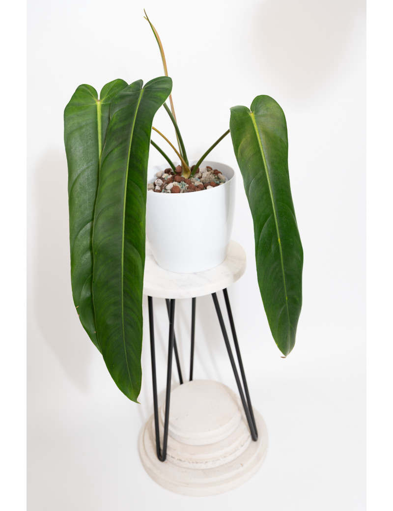 Philodendron patriciae x spiritus - sancti (Amazon Spirit)