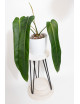 Philodendron patriciae x spiritus - sancti (Amazon Spirit)