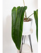 Philodendron patriciae x spiritus - sancti (Amazon Spirit)