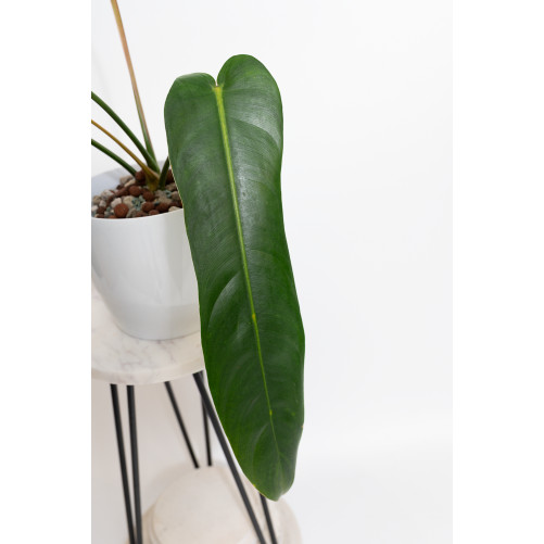 Philodendron patriciae x spiritus - sancti (Amazon Spirit)