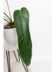 Philodendron patriciae x spiritus - sancti (Amazon Spirit)