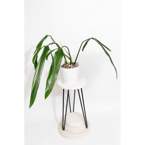 Philodendron paloraense