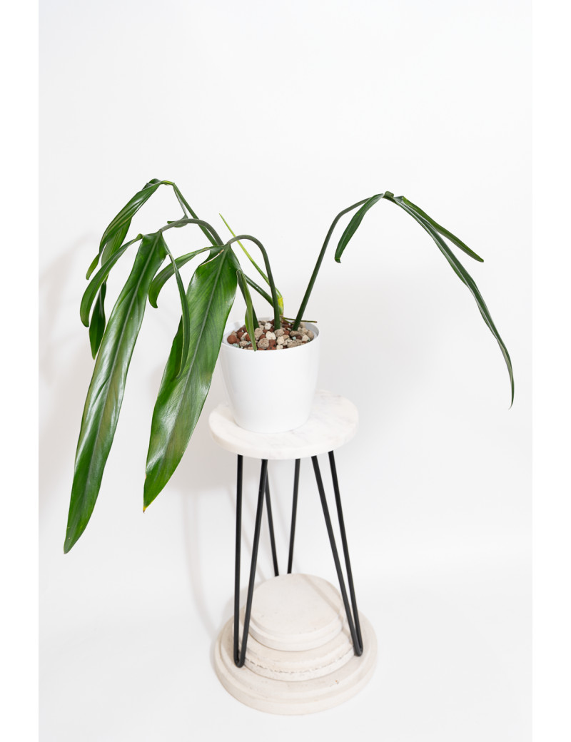 Philodendron paloraense