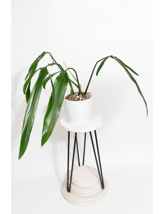 Philodendron paloraense
