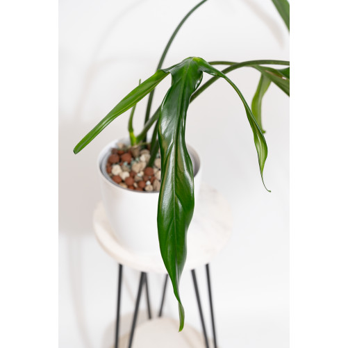 Philodendron paloraense