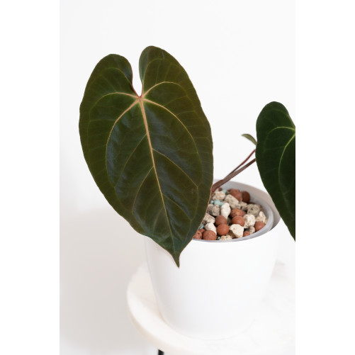 Anthurium besseae aff x...