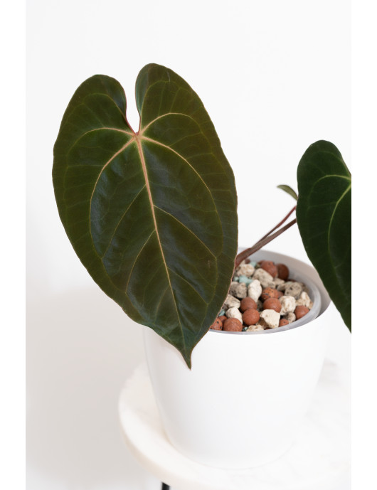 Anthurium besseae aff x papillilaminum