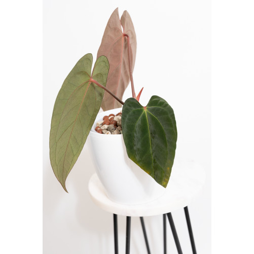 Anthurium besseae aff x papillilaminum