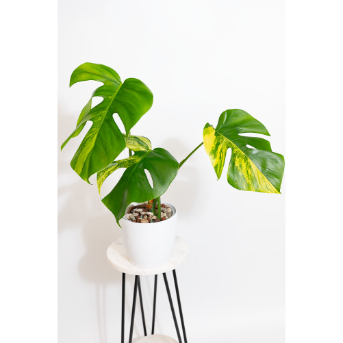 Monstera marmorata aurea