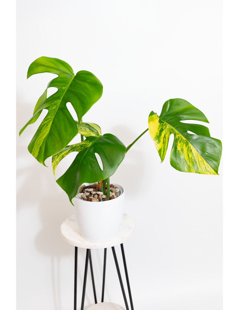 Monstera marmorata aurea