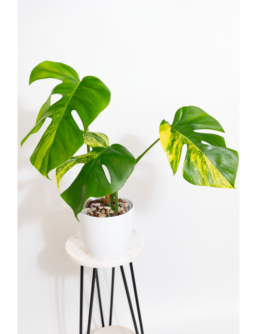 Monstera marmorata aurea