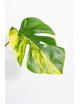 Monstera marmorata aurea