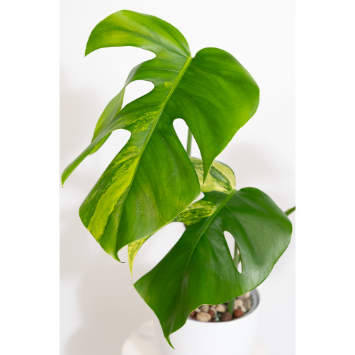 Monstera marmorata aurea