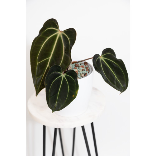 Anthurium besseae aff