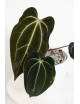 Anthurium besseae aff