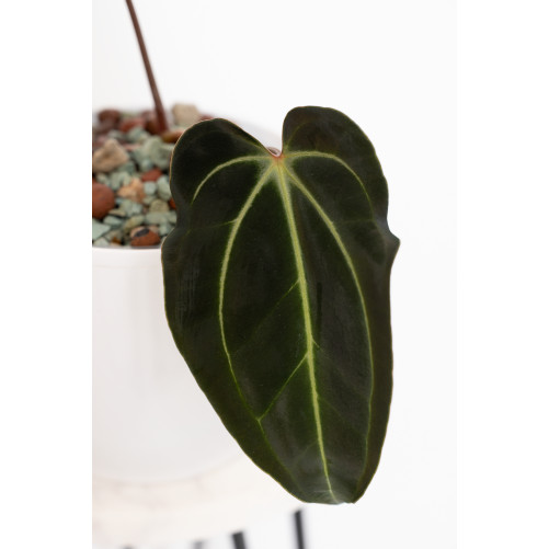 Anthurium besseae aff