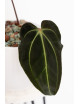 Anthurium besseae aff