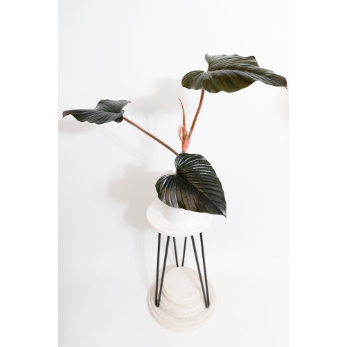Philodendron sqamicaule pink