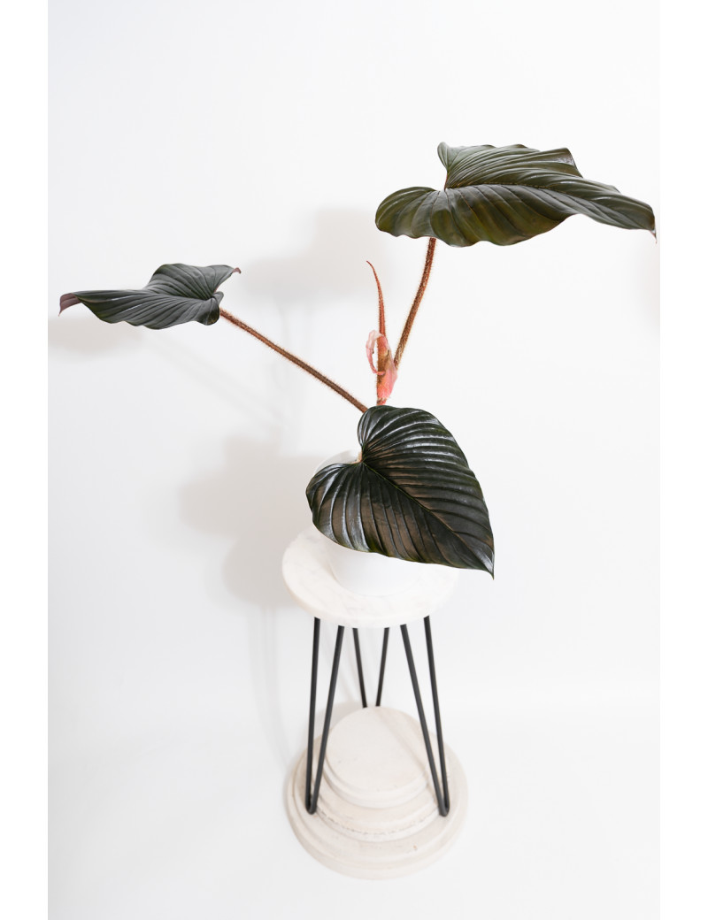 Philodendron sqamicaule pink