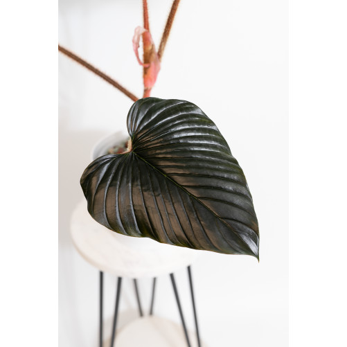 Philodendron sqamicaule pink