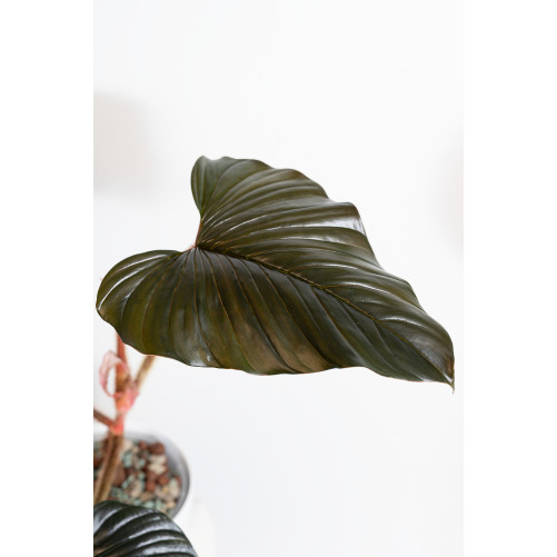 Philodendron sqamicaule pink