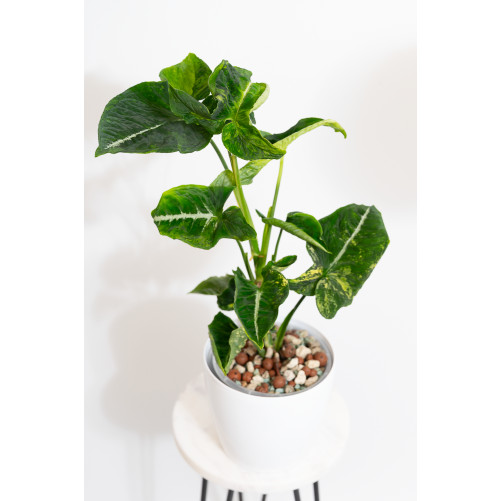 Syngonium scrambled eggs