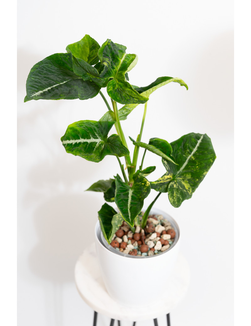 Syngonium scrambled eggs