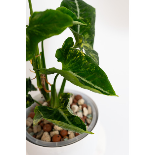 Syngonium scrambled eggs