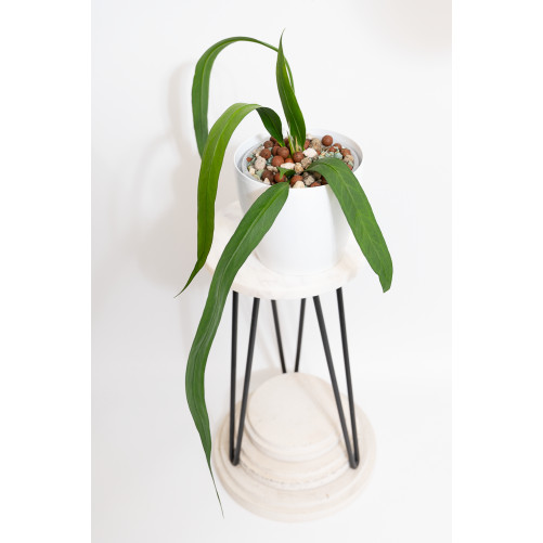 Anthurium vittarifolium