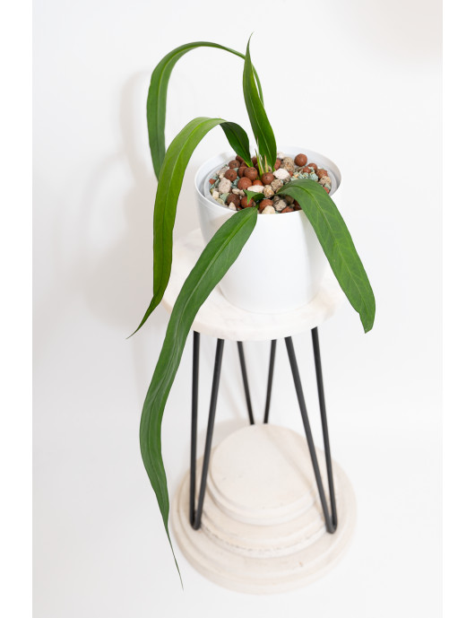 Anthurium vittarifolium