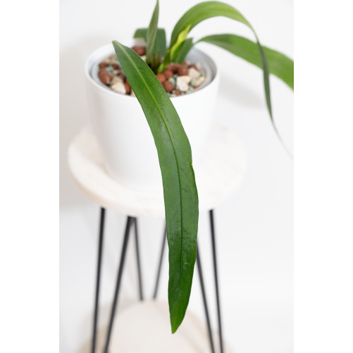 Anthurium vittarifolium