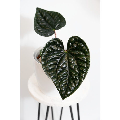 Anthurium luxurians