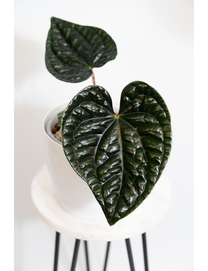 Anthurium luxurians