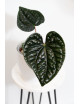 Anthurium luxurians