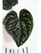 Anthurium luxurians