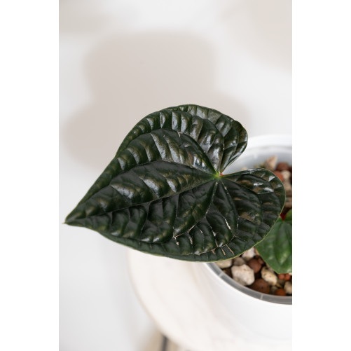 Anthurium luxurians