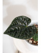 Anthurium luxurians