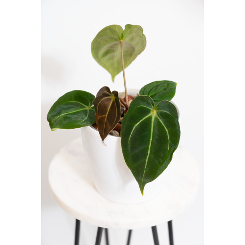Anthurium forgetii WS x...
