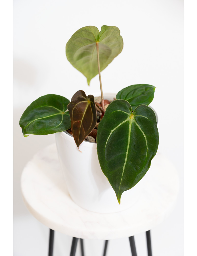 Anthurium forgetii WS x besseae aff NR