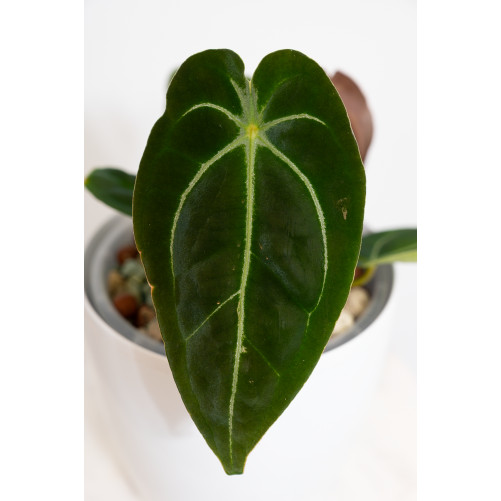 Anthurium forgetii WS x besseae aff NR