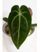 Anthurium forgetii WS x besseae aff NR