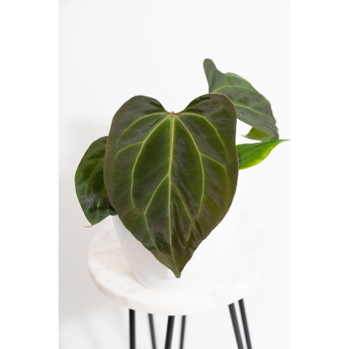 Anthurium indo portilae x...