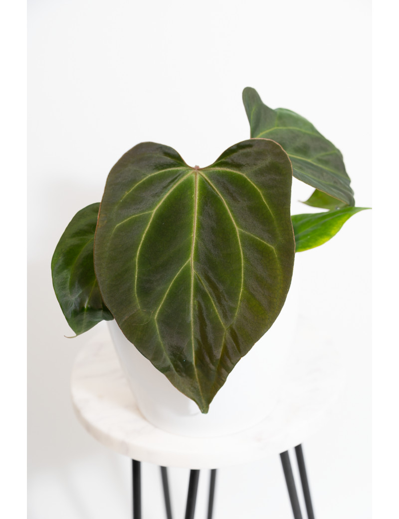 Anthurium indo portillae x KOSx x besseae aff