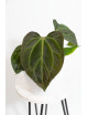 Anthurium indo portillae x KOSx x besseae aff