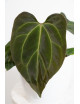 Anthurium indo portillae x KOSx x besseae aff