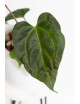 Anthurium indo portillae x KOSx x besseae aff
