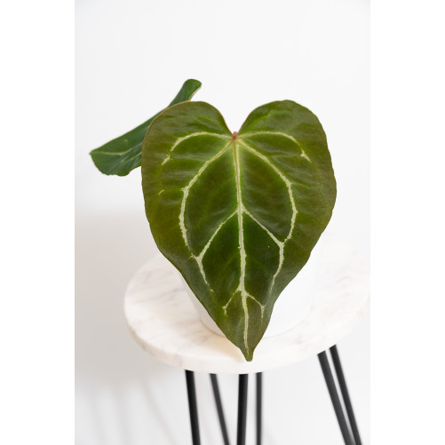 Anthurium crystal hybrid x (magnificum DF x forgetii)